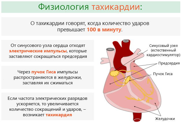 Пульс: норма за віком у чоловіків і види порушень ЧСС