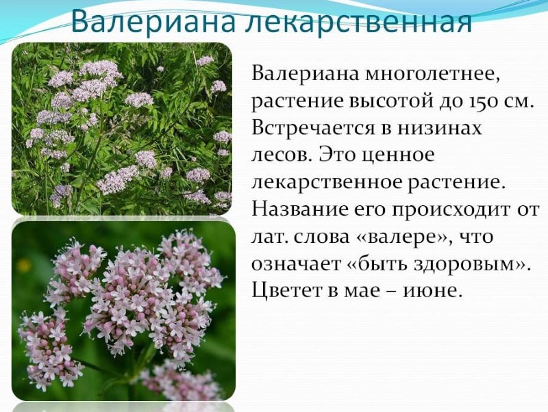 Валеріана підвищує або знижує тиск: відгуки про лікування