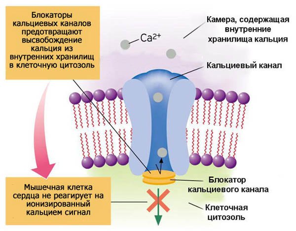 Ліки від тиску для літніх людей – список препаратів