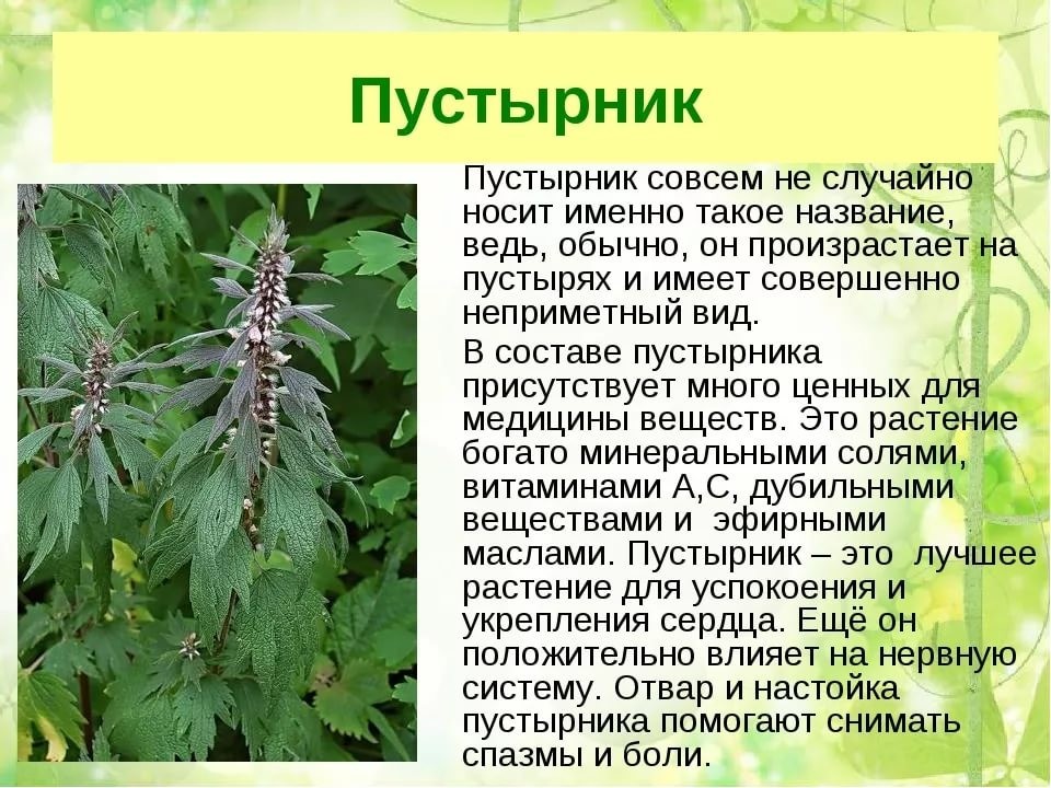 Пустирник: підвищує або знижує тиск і його цілющі властивості