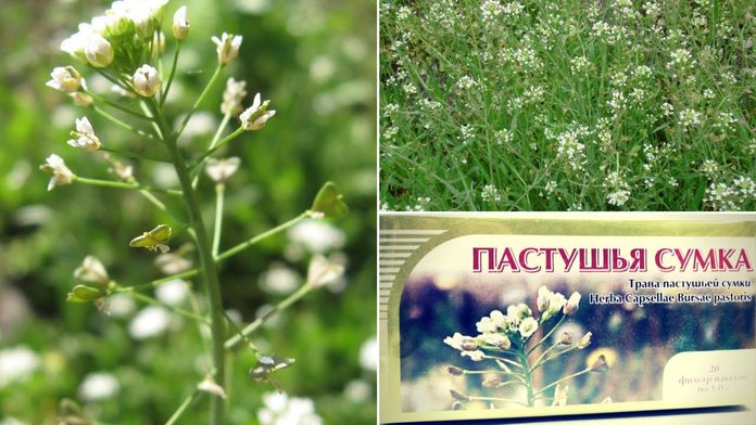 Пастушья сумка: полезные свойства