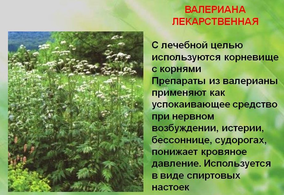 Валеріана підвищує або знижує тиск: відгуки про лікування
