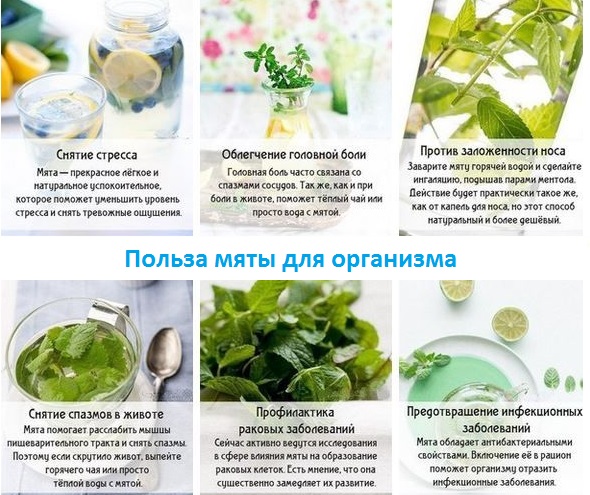 Настоянка від тиску: як правильно лікувати гіпертонію