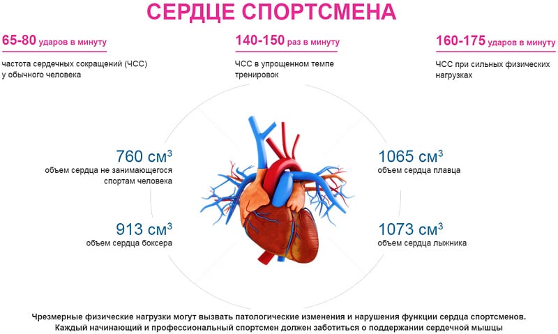 Пульс у спортсменів: показники норми та відхилення