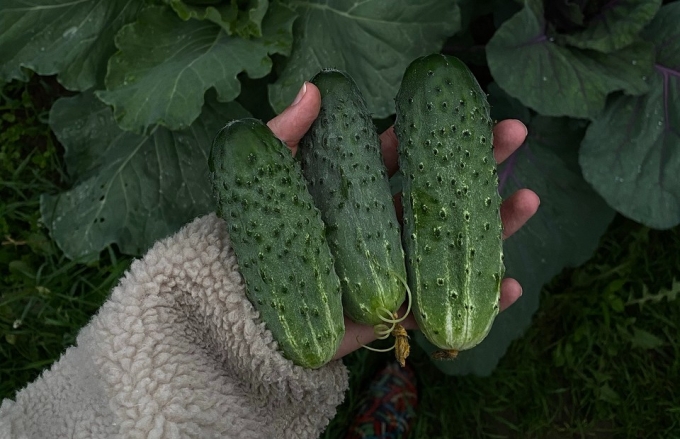Небезпечне сусідство: 7 пар рослин, які не можна садити на одній грядці