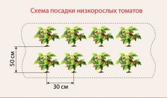 На якій відстані садити помідори у теплиці та відкритому грунті