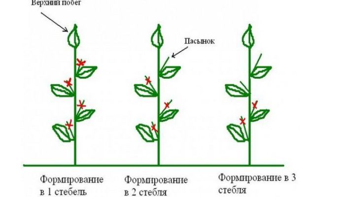 100% про формування кущів перцю 2023 у теплиці та у відкритому ґрунті: схема та покрокове керівництво