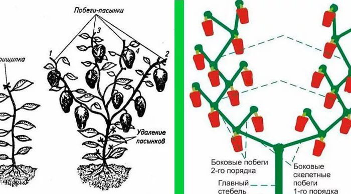 100% про формування кущів перцю 2023 у теплиці та у відкритому ґрунті: схема та покрокове керівництво