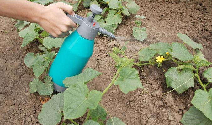 12 найкращих способів застосування нашатирного спирту як добрива 2023 для городу та саду
