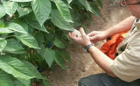 12 найкращих способів застосування нашатирного спирту як добрива 2023 для городу та саду