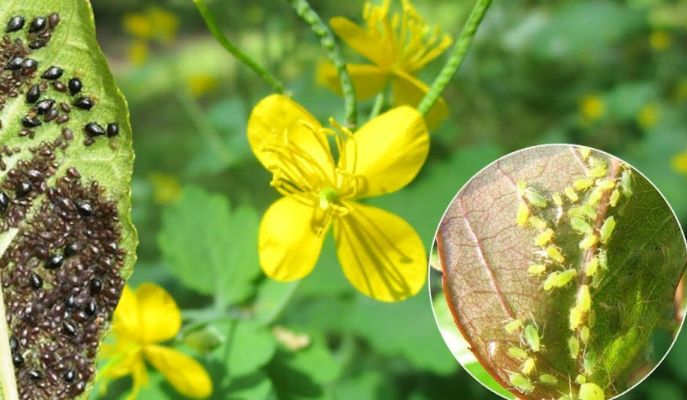 16 перевірених народних засобів від попелиці на огірках 2023 року у теплиці та у відкритому ґрунті