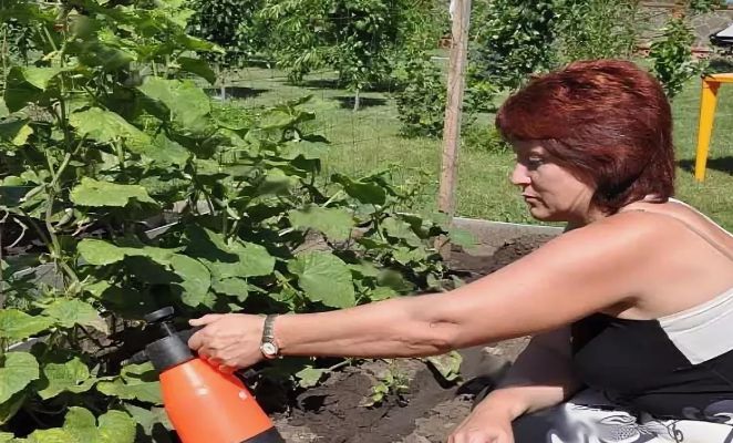 16 перевірених народних засобів від попелиці на огірках 2023 року у теплиці та у відкритому ґрунті