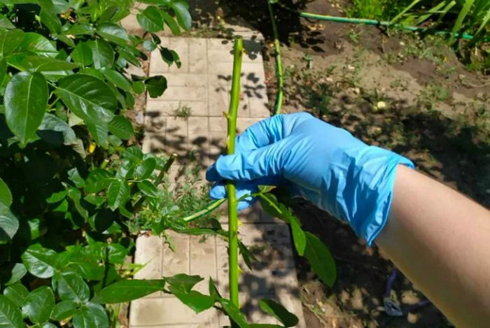 Як розмножити троянди живцями: осіннє живцювання та вкорінення кущів