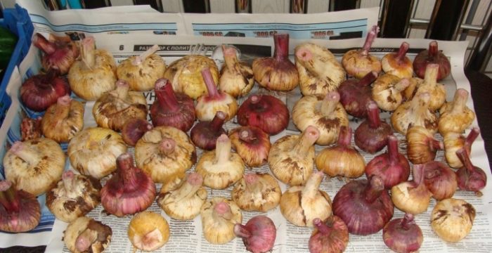 Коли викопувати гладіолуси восени і як зберігати взимку