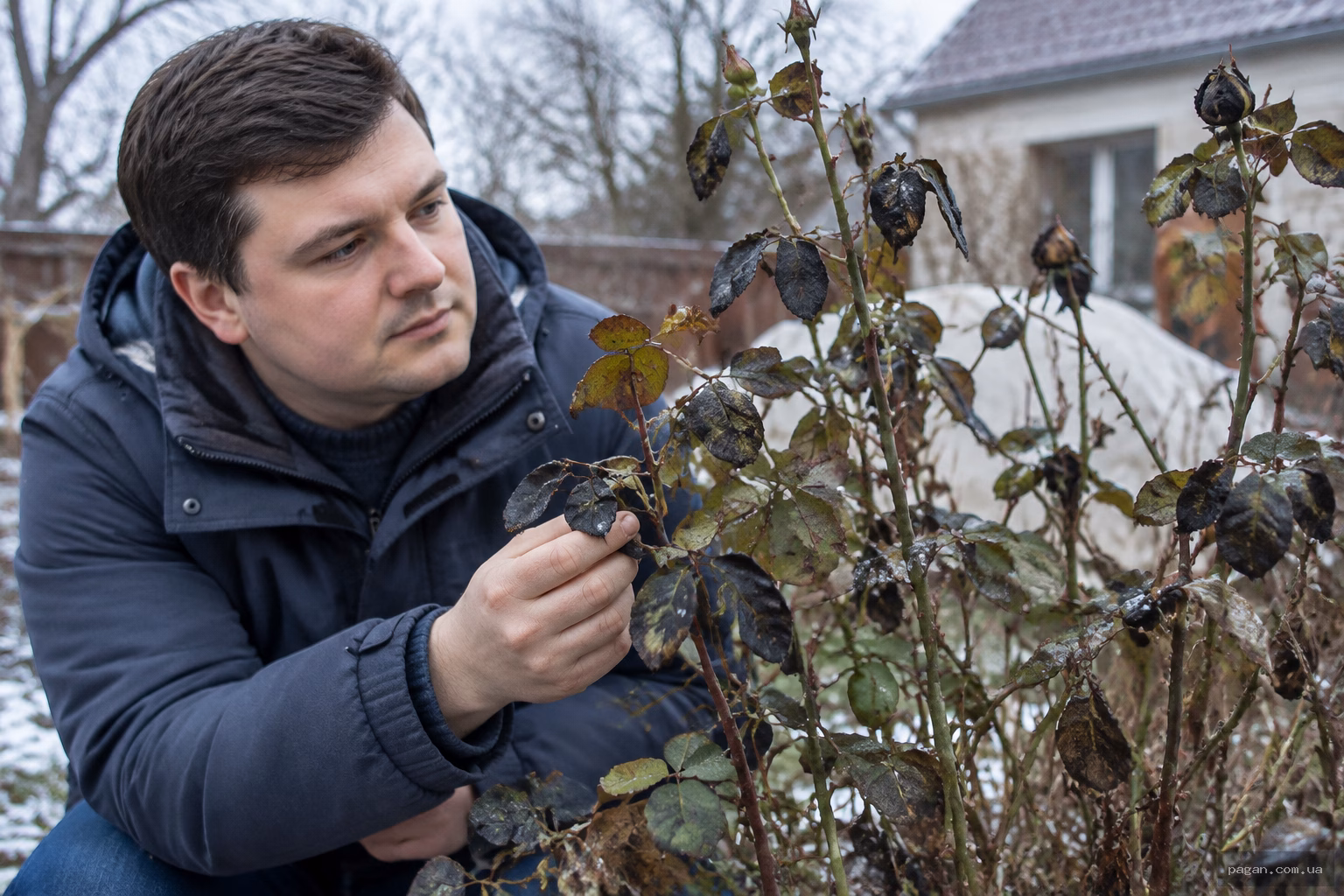 Чому троянди чорніють після зимівлі