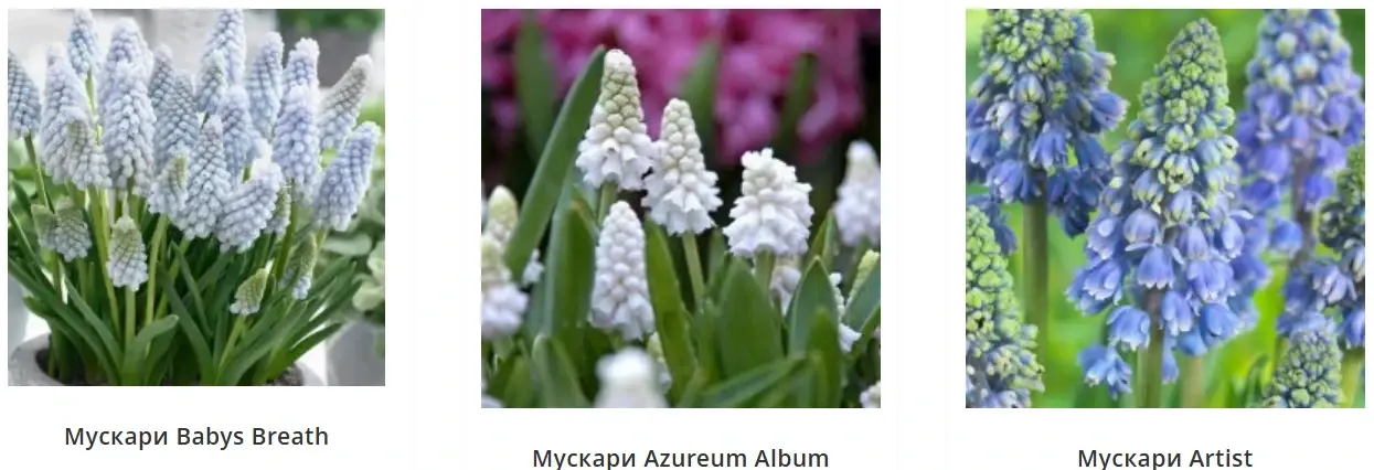 Сорта мускари Babys Breath, Azureum Album и Artist