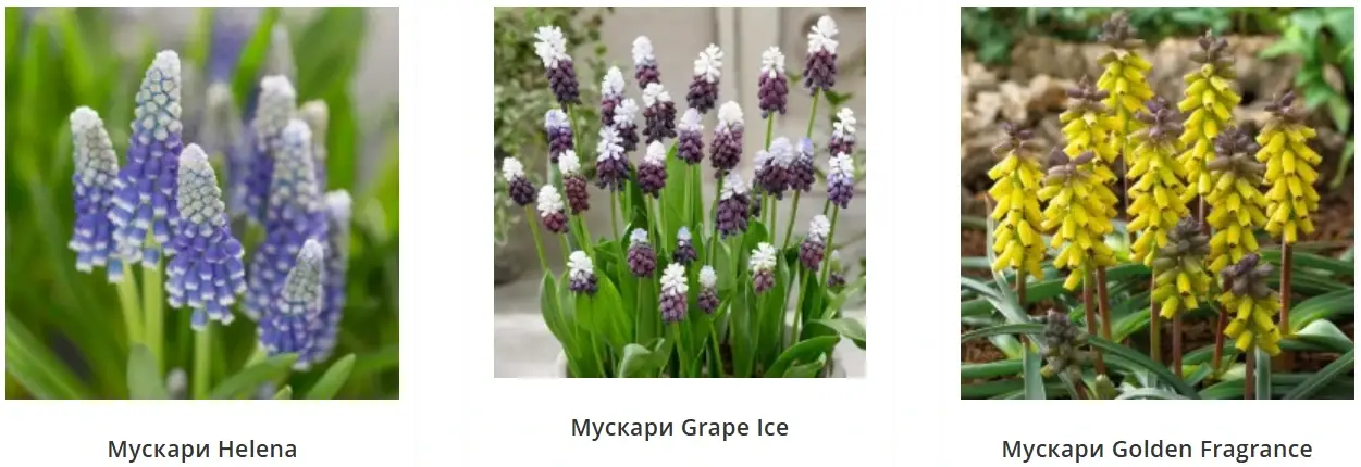 Сорта мускари Helena, Grape Ice и Golden Fragrance